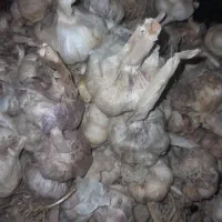 سیرطارم