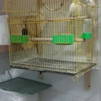 جفت عروس هلندی لوتینو با تخم تضمینی