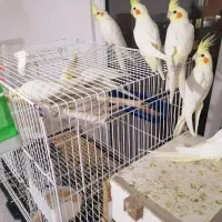 پرنده عروس هلندی|پرنده|گلبهار, نوبهار|دیوار