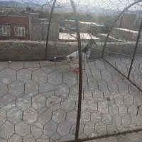 کفتر