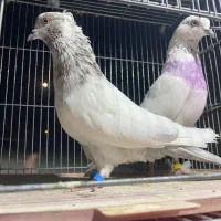 کبوتر|پرنده|قیدار, |دیوار