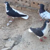 چپ،خال،ساده،کله سیاه