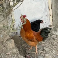 حیوان مزرع خروس