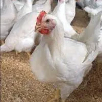 راهنمایی جویای کار سرپرست مرغداری هستم