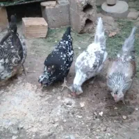 تخم نطفه دار گلین چهل تاج|حیوانات مزرعه|خمینی‌شهر, |دیوار