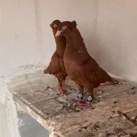 کبوتر