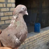 سرخ|پرنده|شیراز, فرگاز|دیوار