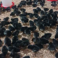 جوجه بلک استار