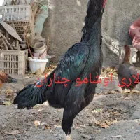 تخم مرغ نطفه دار اصل لاری اوشامو افغان|حیوانات مزرعه|چناران, |دیوار