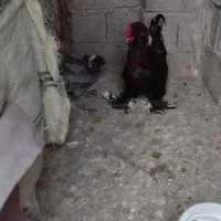 خروس امپراطور و مرغ امپراطور