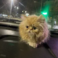 گربه|گربه|گنبد کاووس, |دیوار