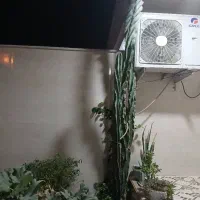 کاکتوس|گل و گیاه طبیعی|بندر کنگان, |دیوار