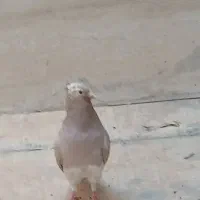 کبوتر ماده وکبوتر نر دم چطری واصفهانی وزردکله ماسی|پرنده|یزد, |دیوار