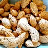 بادام تازه