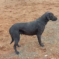 سگ ماده|سگ|کرمانشاه, |دیوار