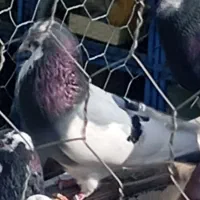 فروش دو عدد کبوتر نر