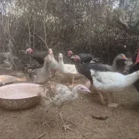 بوقلمون و غاز  بخونید|حیوانات مزرعه|رودسر, |دیوار