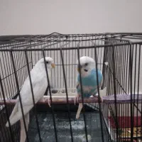 یک جفت‌مرغ عشق  جوجه ده