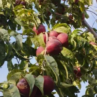 فروش قطعات ۵۰۰متری در منطقه خوش آب و هوا|فروش زمین و ملک کلنگی|چناران, |دیوار