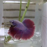 ماهی فایتر|ماهی|تهران, ولنجک|دیوار