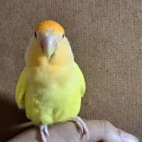 طوطی کتوله برزیلی