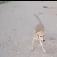 دو سگ ۹ ماه ماده گم شده|حیوانات|کرمان, |دیوار