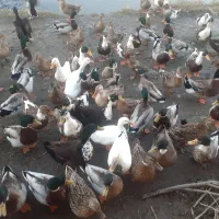 اردک پروازی و محلی