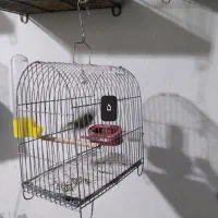 قفس سهره|لوازم جانبی حیوانات|رشت, نخودچر|دیوار