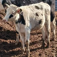 تلیسه و گوساله|حیوانات مزرعه|بوئین زهرا, |دیوار