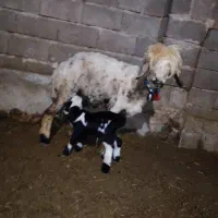 بره شیری(یک روزه)میش کشتاری ،تیز بهده اخته، بره