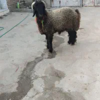 بره تخمی بختیاری