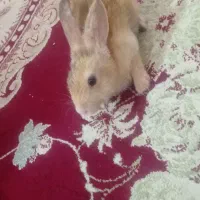 خرگوش