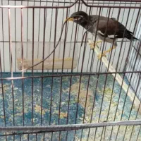 مرغ مینا|پرنده|بندرعباس, |دیوار