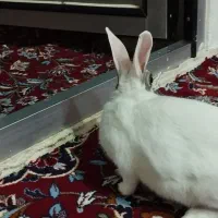 خرگوش زیبا وبازیگوش|موش و خرگوش|گهواره, |دیوار