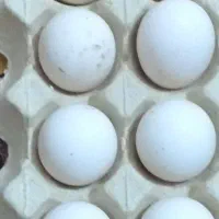 تخم مرغ گلین  لهستانی