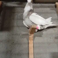 کلاغ سبز ترکه سرخ وچند تا رنگه خوشگل شهرستانی|پرنده|مشهد, قائم|دیوار