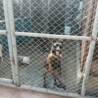 واگذاری مالینیوز