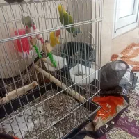 طوطی برزیلی|پرنده|سنندج, |دیوار