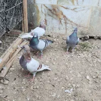 کبوتر