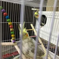 یک جفت عروس بالغ جوجه دارن و سرحال همراه قفس لوازم