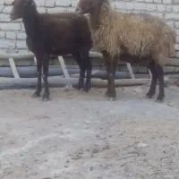 میش بی بره جوان آبستن دونه ای هشت ملیون پونصد