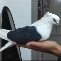 کبوتر دوبالی و طوقی نر سرور