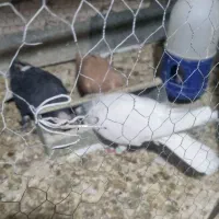 تعدادی کفتر مفت|پرنده|نیشابور, پارک منابع طبیعی|دیوار