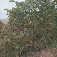 نهال درخت گردو