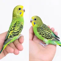 جفت جوجه مرغ عشق رام دستی دونه خور
