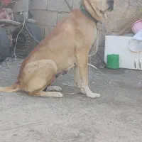 ماده سگ