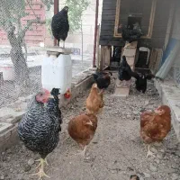 جوجه‌ نیمچه