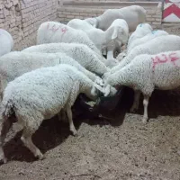 میش لاکن سه قلوزا