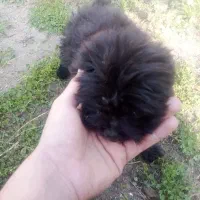 فروش 4سگ پاکوتاه|سگ|فریدون‌کنار, |دیوار