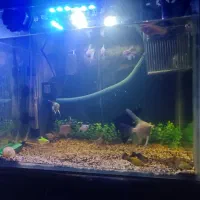 ماهی و وسایل